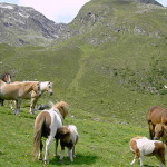 Auf der Neubergalm Pitztal