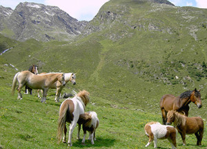 Auf der Neubergalm Pitztal